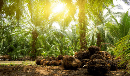 Inovasi Teknologi Revolusioner: Membentuk Masa Depan Industri Kelapa Sawit Yang Lebih Hijau